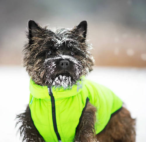 AiryVest kutyaruha kifordítható, XS 22, zöld-fekete